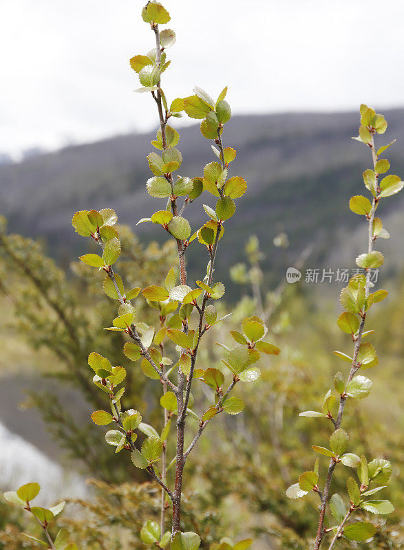 沼泽桦木（Betula pumila）